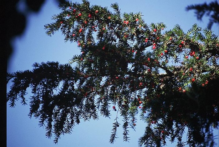 Taxus baccata (2)